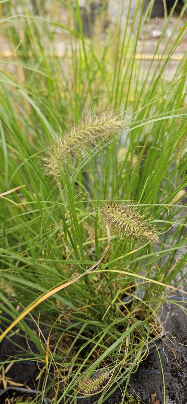 Pennisetum alopecuroides 'Hameln'3 Pennisetum alopecuroides 'Hameln'