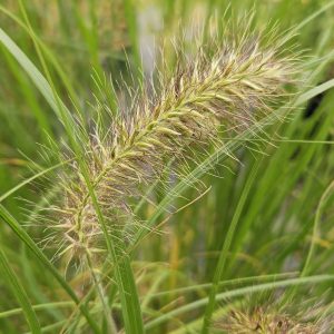 Pennisetum alopecuroides 'Hameln'