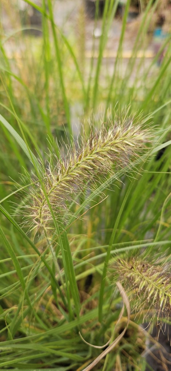 Pennisetum alopecuroides 'Hameln'4 Pennisetum alopecuroides 'Hameln'