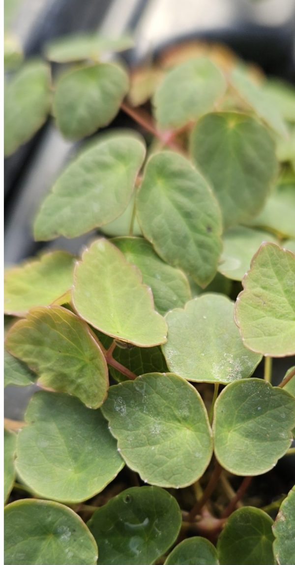 Thalictrum ichangense 'Purple Marble'
