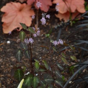Thalictrum Purple Marble