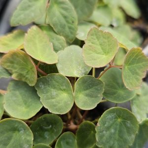 Thalictrum ichangense 'Purple Marble'