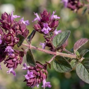 Origanum laevigatum 'Herrenhausen'