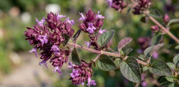 Origanum laevigatum 'Herrenhausen'