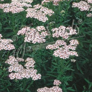 Achillea sibirica subsp. camschatica 'Love Parade'