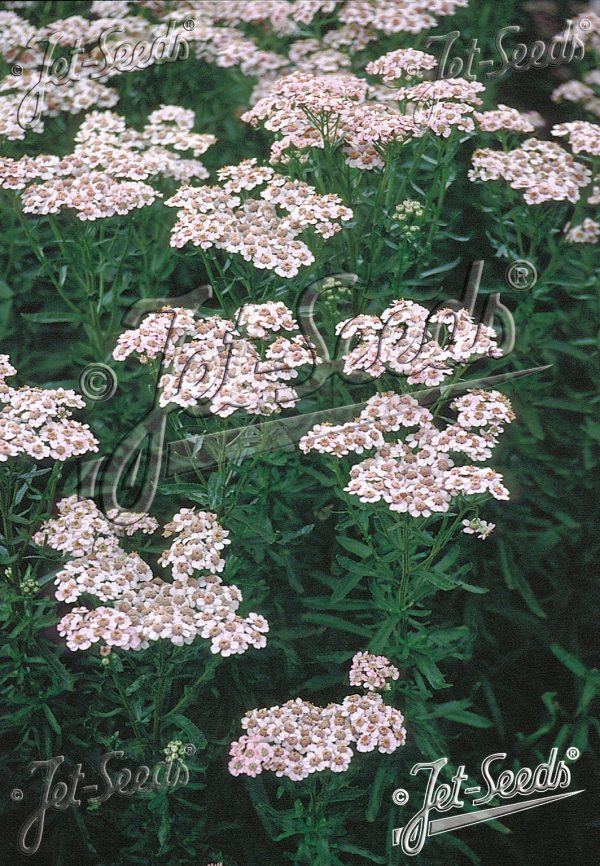 Achillea sibirica subsp. camschatica 'Love Parade' Achillea sibirica subsp. camschatica 'Love Parade'