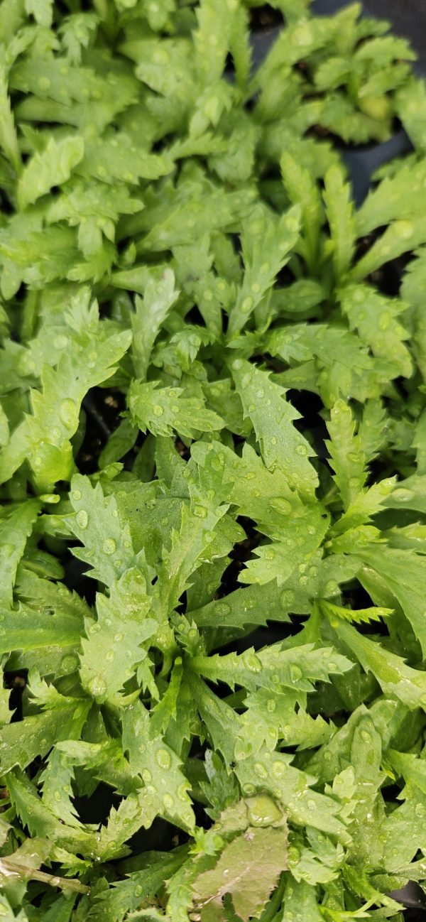 Achillea sibirica subsp. camschatica 'Love Parade'2 Achillea sibirica subsp. camschatica 'Love Parade'