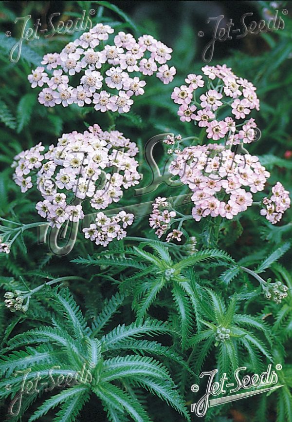 Achillea sibirica subsp. camschatica 'Love Parade'4 Achillea sibirica subsp. camschatica 'Love Parade'