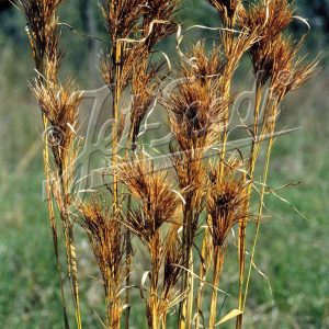 Andropogon glomeratus
