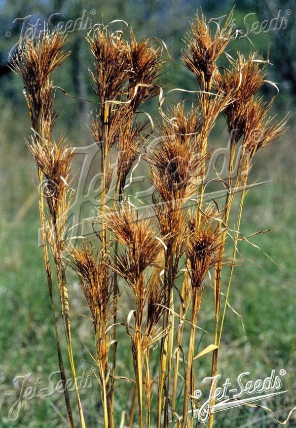 Andropogon glomeratus