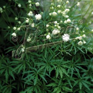 Astrantia minor