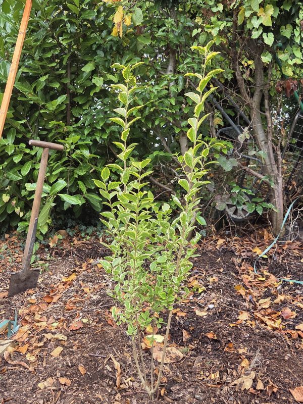 Bareroot Gold Privet 3ft 3