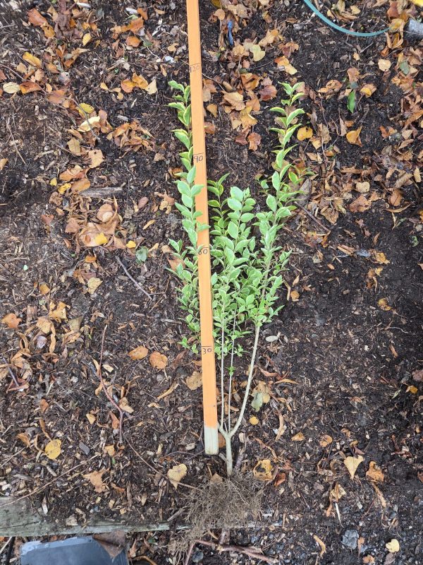 Bareroot Gold Privet 3ft 5