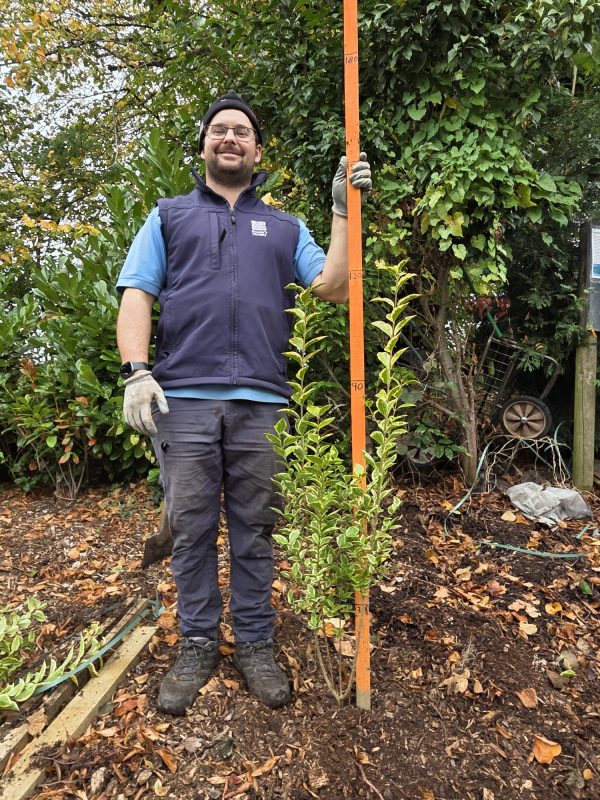 Bareroot Gold Privet 3ft