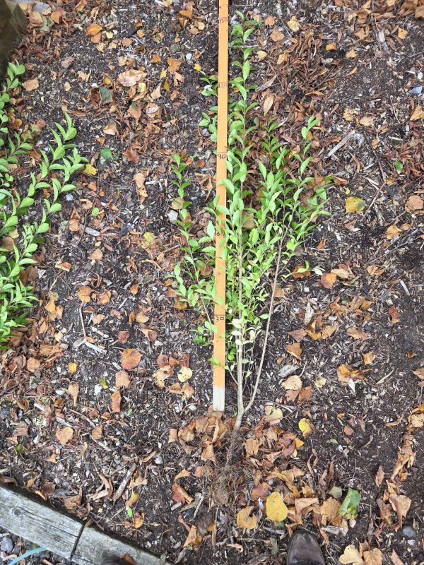 Bareroot Green Privet 3ft 6
