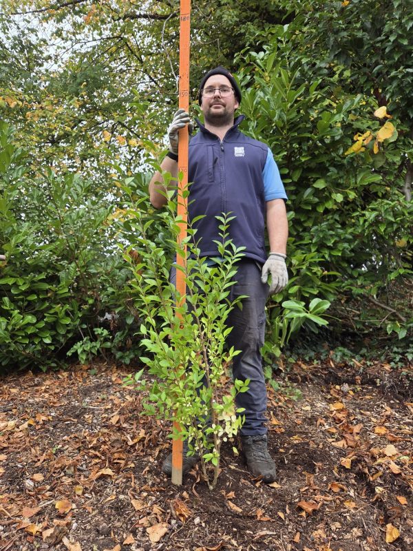 Bareroot Green Privet 4ft 2