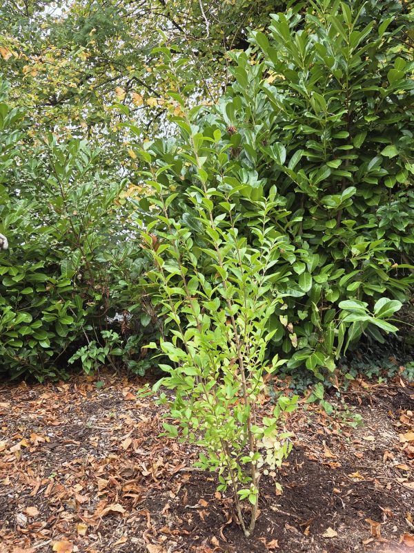 Bareroot Green Privet 4ft 5