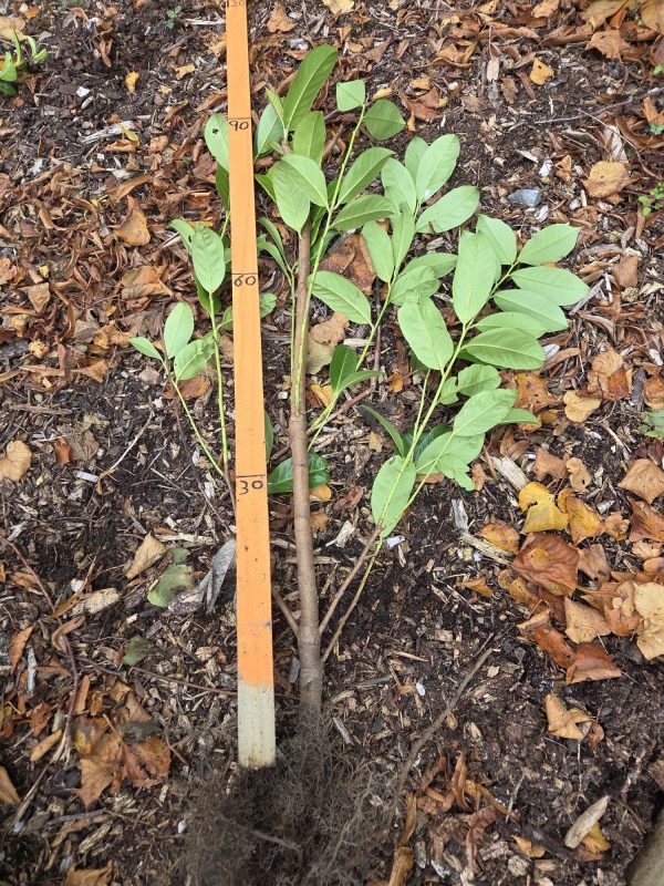 Bareroot Laurel 3ft 2