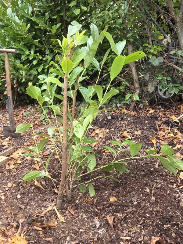 Bareroot Laurel 3ft 4
