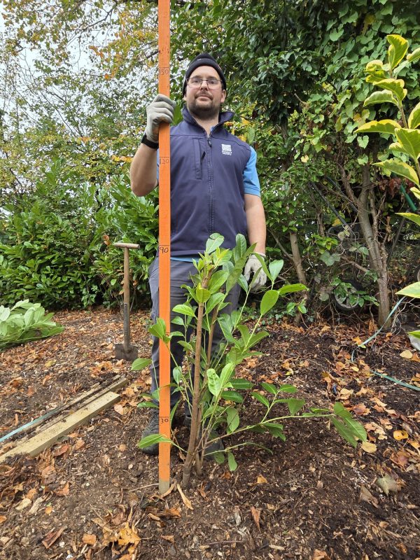 Bareroot Laurel 3ft
