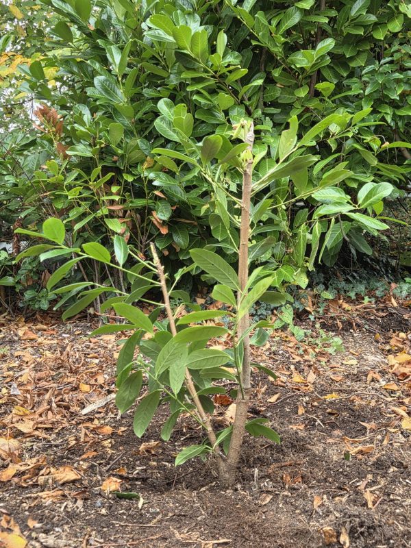 Bareroot Novita Laurel 2ft 1