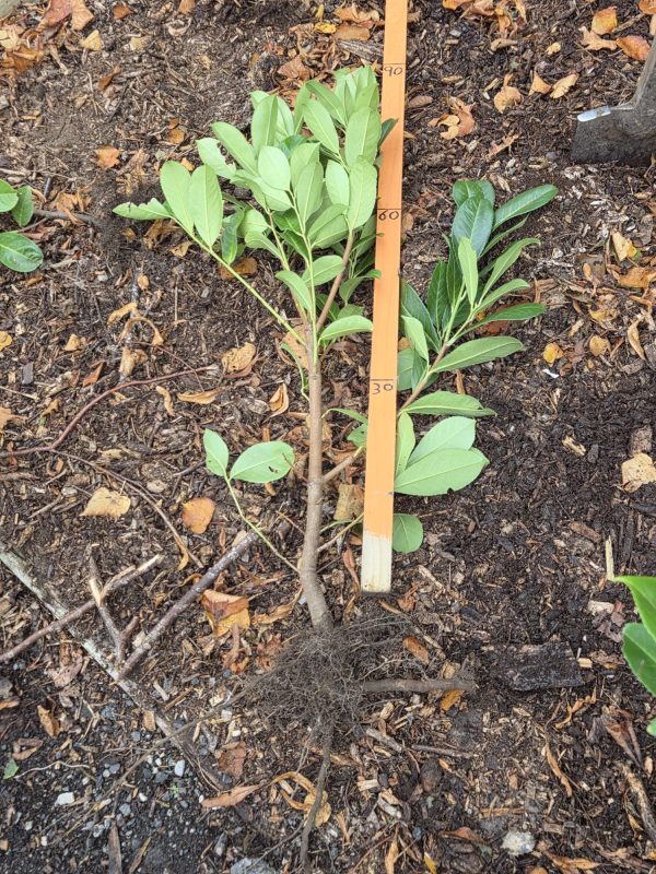 Bareroot Novita Laurel 2ft 2