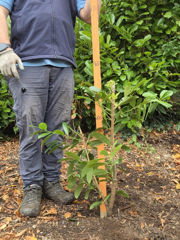Bareroot Novita Laurel 2ft 3