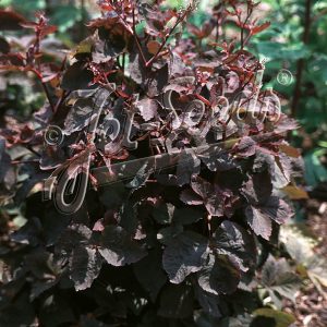 Cryptotaenia japonica f. atropurpurea