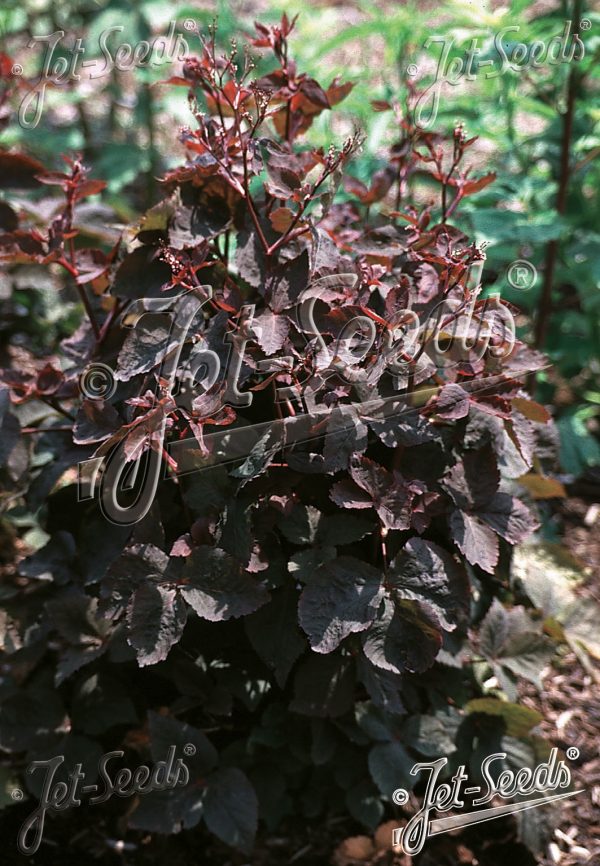 Cryptotaenia japonica f. atropurpurea Cryptotaenia japonica f. atropurpurea