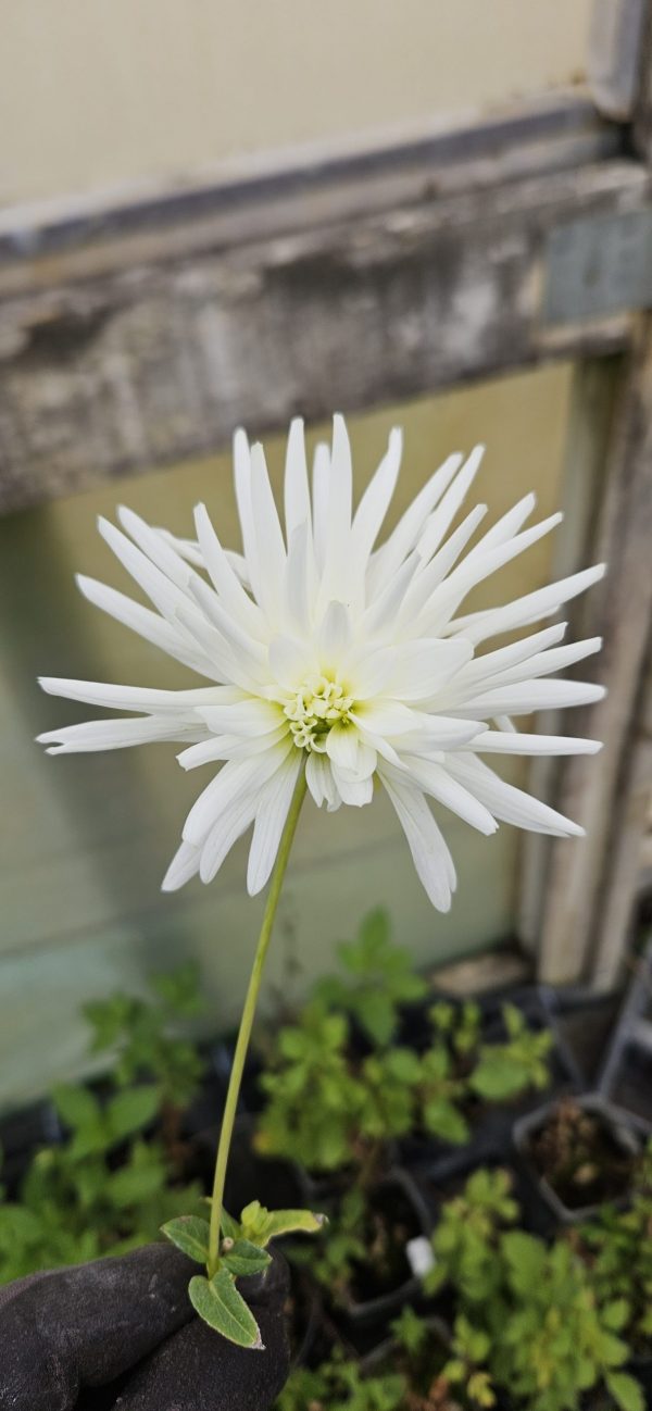 Dahlia 'My Love'