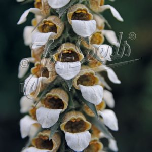 Digitalis lanata 'Cafe Creme'