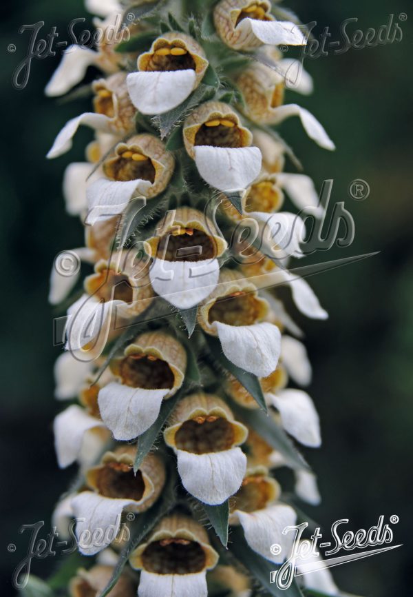 Digitalis lanata 'Cafe Creme' Digitalis lanata 'Cafe Creme'