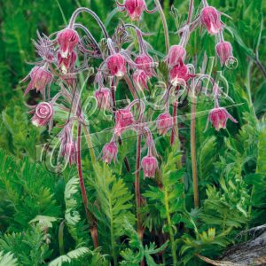 Geum triflorum