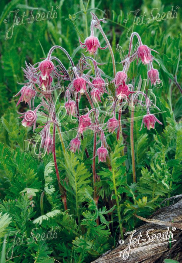 Geum triflorum Geum triflorum