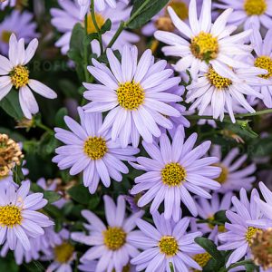 Kalimeris incisa 'Blue Star'
