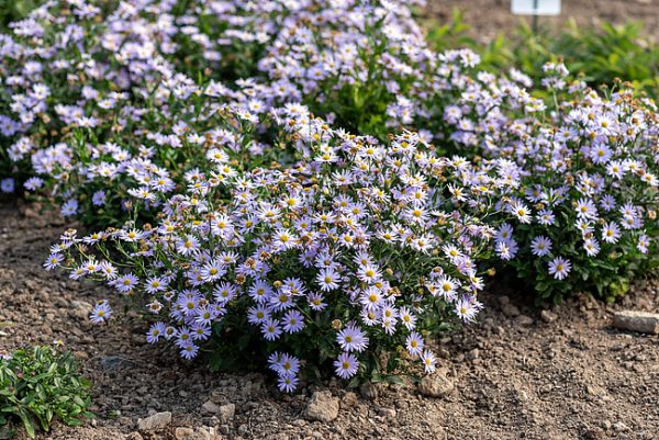 Kalimeris incisa 'Blue Star'2 Kalimeris incisa 'Blue Star'