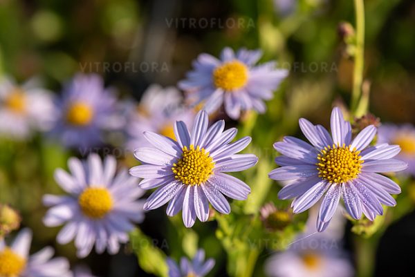 Kalimeris incisa 'Blue Star'3 Kalimeris incisa 'Blue Star'