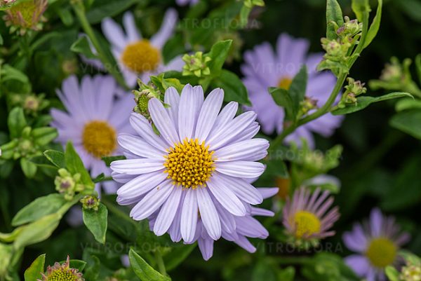 Kalimeris incisa 'Blue Star'4 Kalimeris incisa 'Blue Star'