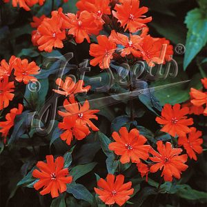 Lychnis x arkwrightii ‘Orange Zwerg’