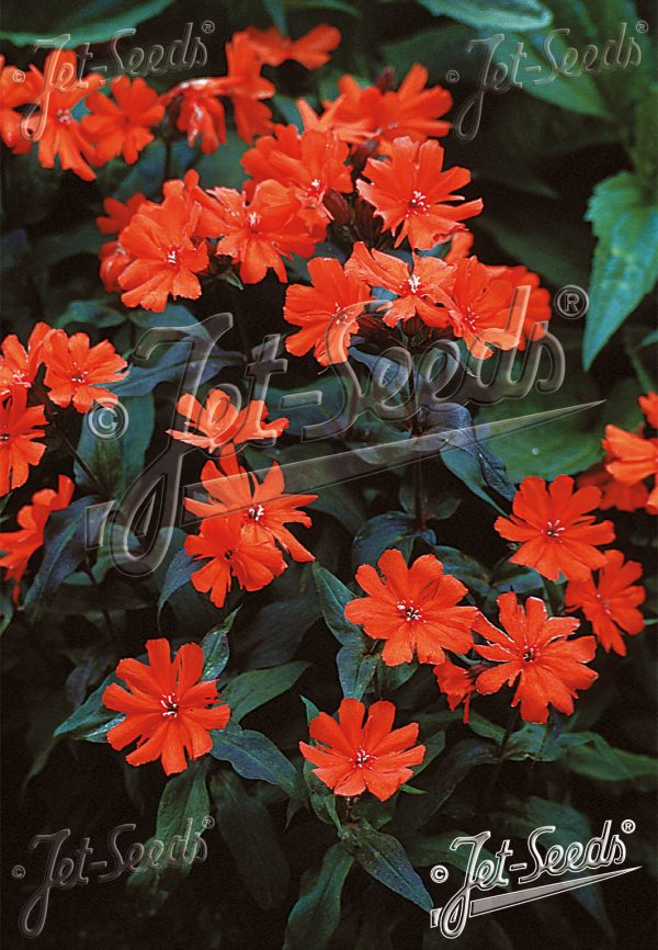 Lychnis x arkwrightii ‘Orange Zwerg’