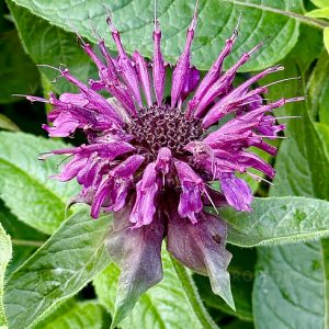 Monarda 'Danish Dark'