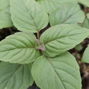 Monarda 'Danish Dark'