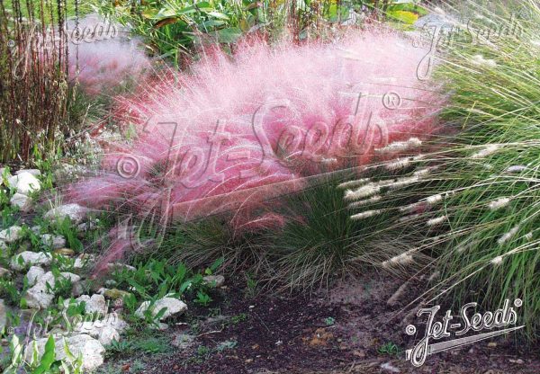 Muhlenbergia capillaris Muhlenbergia capillaris