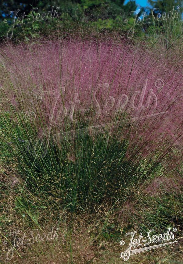 Muhlenbergia capillaris2 Muhlenbergia capillaris