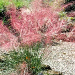 Muhlenbergia capillaris