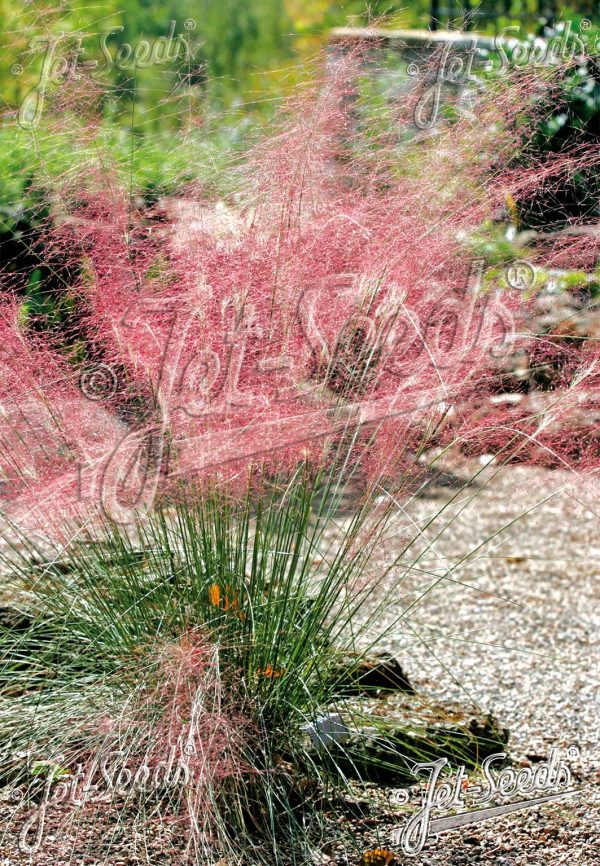 Muhlenbergia capillaris3 Muhlenbergia capillaris