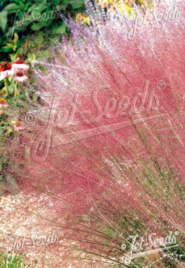 Muhlenbergia capillaris4 Muhlenbergia capillaris