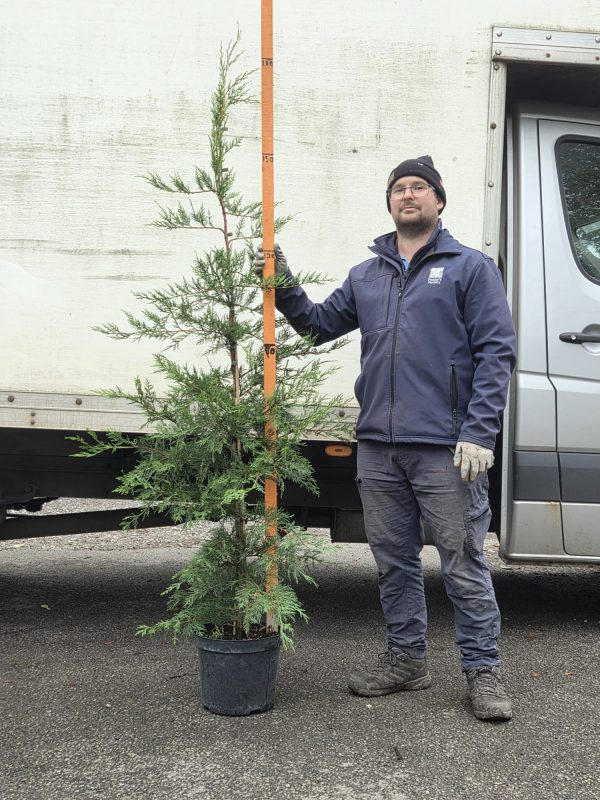 Potted Leyland 10l 2