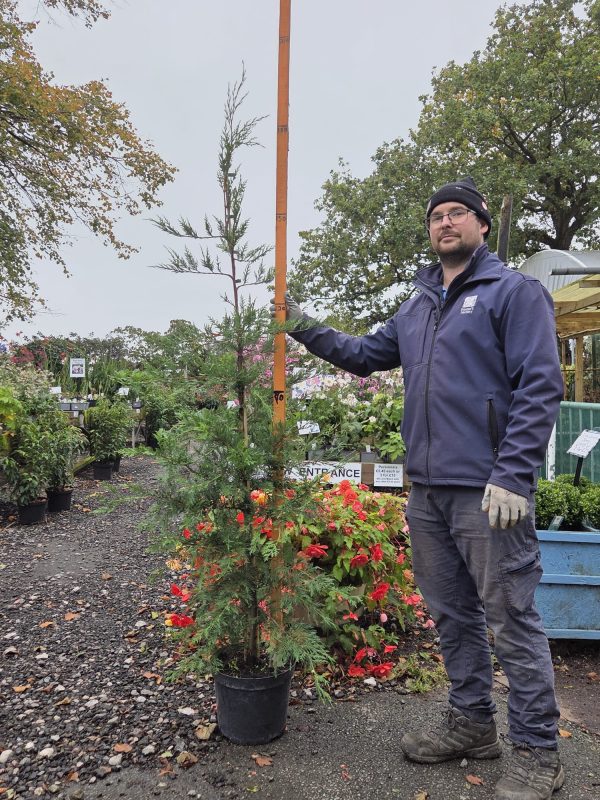 Potted Leyland 10l 3
