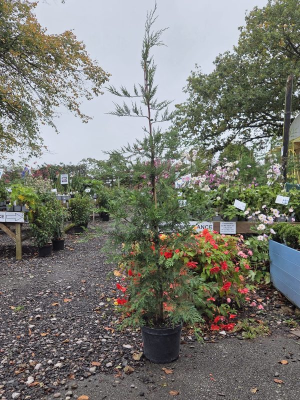 Potted Leyland 10l 4